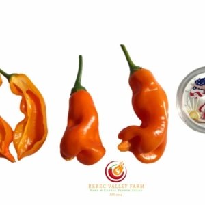 Erotica Orange Pepper