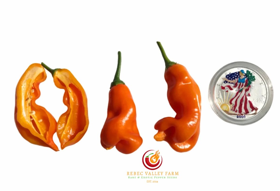 Erotica Orange Pepper