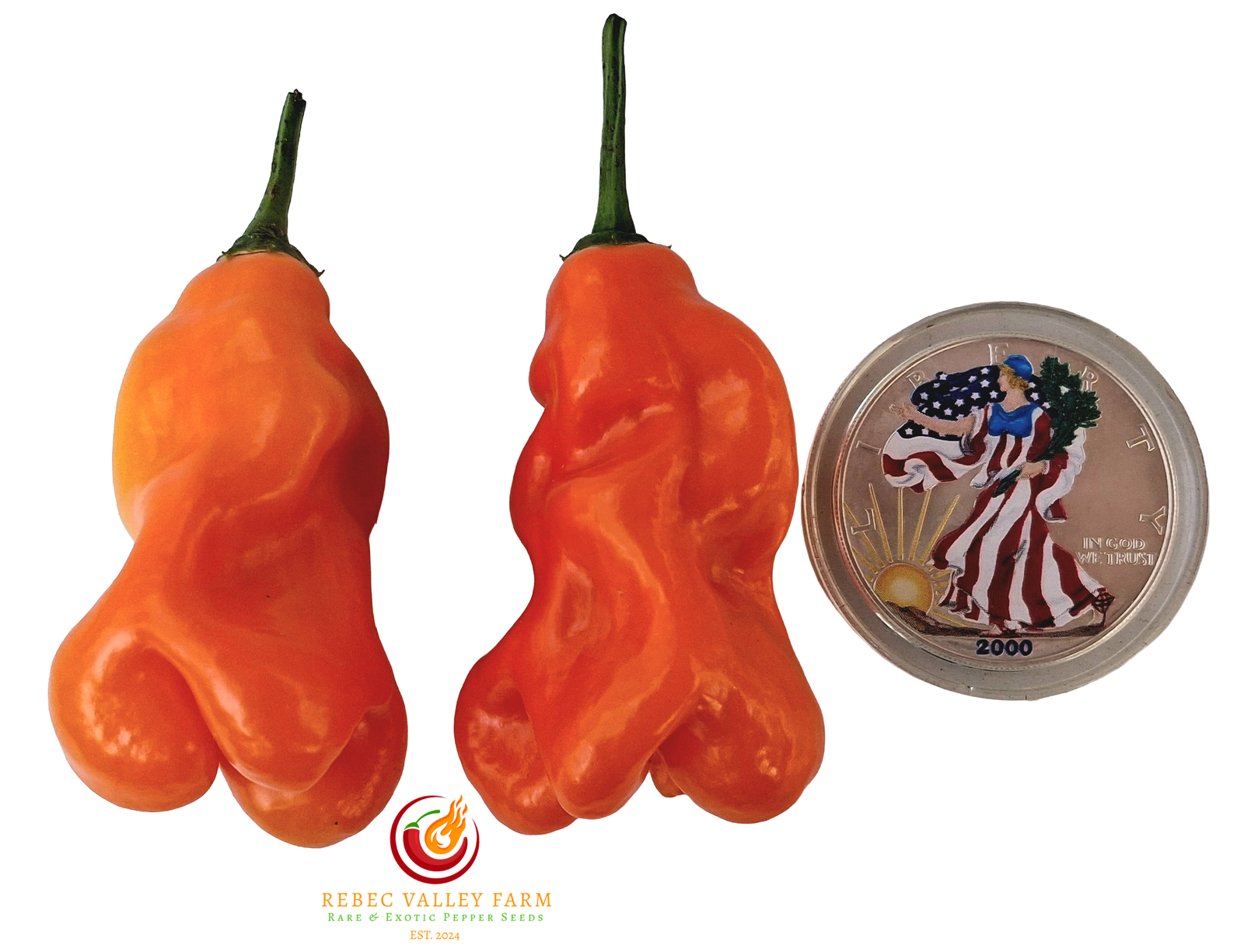 Erotica Orange Pepper - Image 7