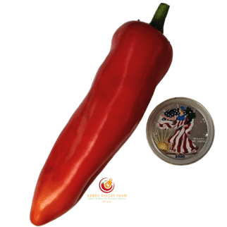 Giant Aconcagua Pepper