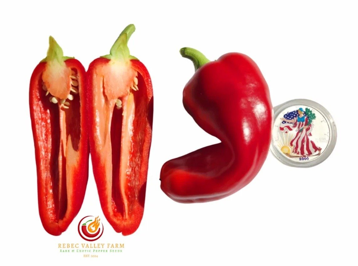 Giant Aconcagua Pepper - Image 2