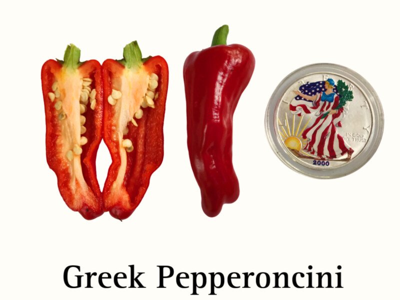 Greek Pepperoncini Pepper