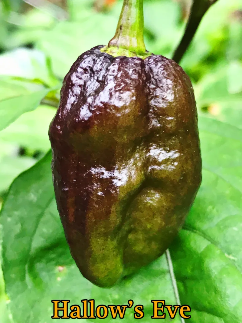 Hallow's Eve Pepper - Image 2