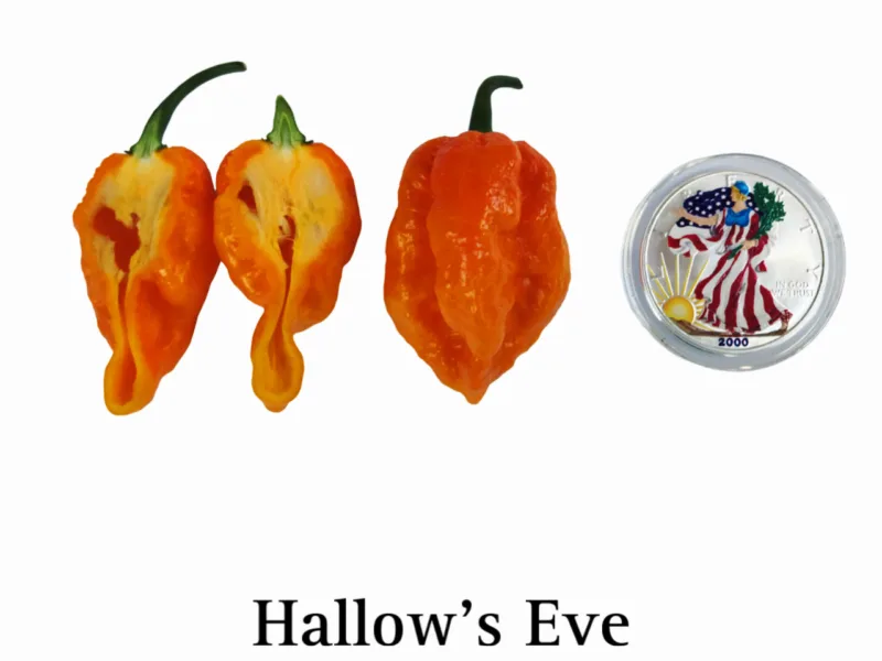 Hallow's Eve Pepper