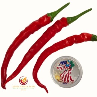 Hangjiao 10 After Glow Pepper