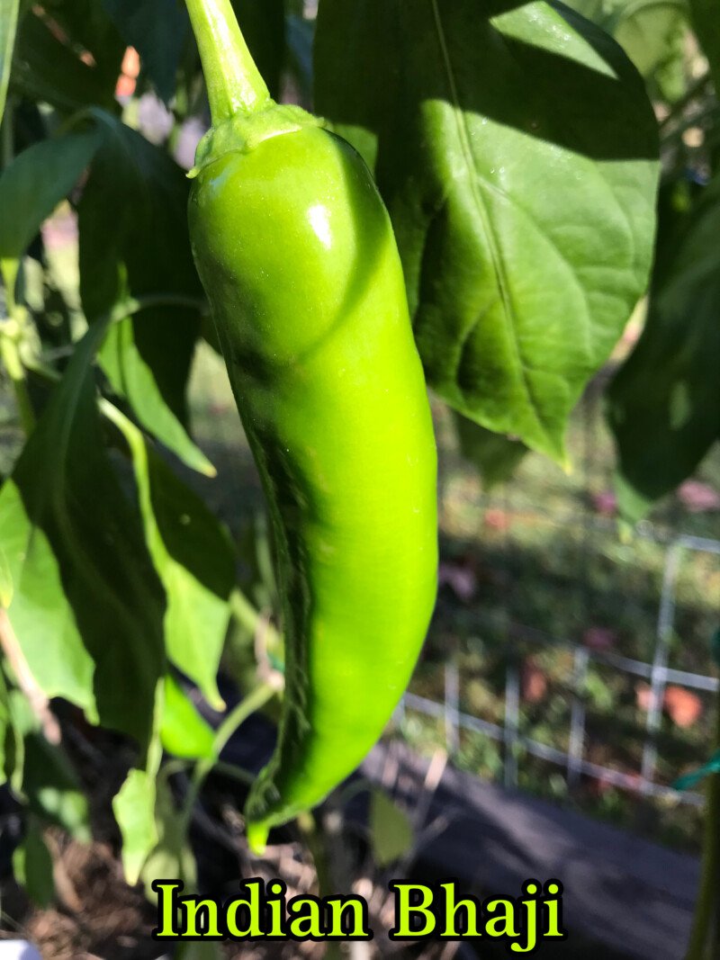 Indian Bhaji Pepper - Image 3