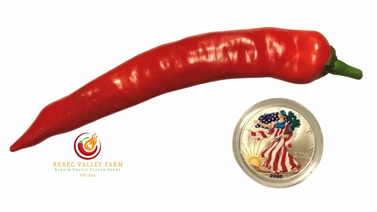 Indian Bhaji Pepper - Image 4