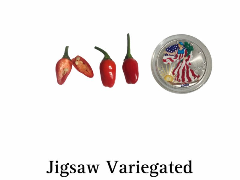 Jigsaw Pepper, Variegated