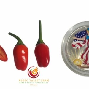 Jigsaw Pepper, Variegated