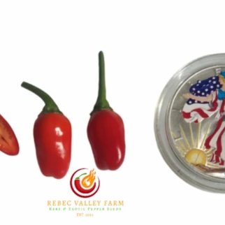 Jigsaw Pepper, Variegated