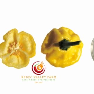 KS Lemon Starrburst Pepper