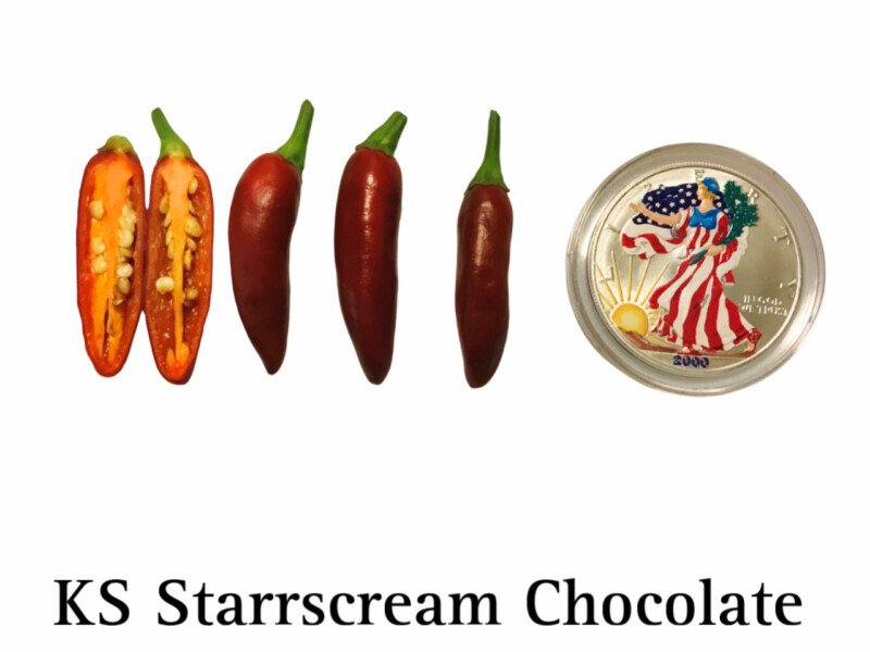 KS Starrscream Chocolate