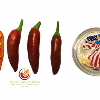 KS Starrscream Chocolate Pepper