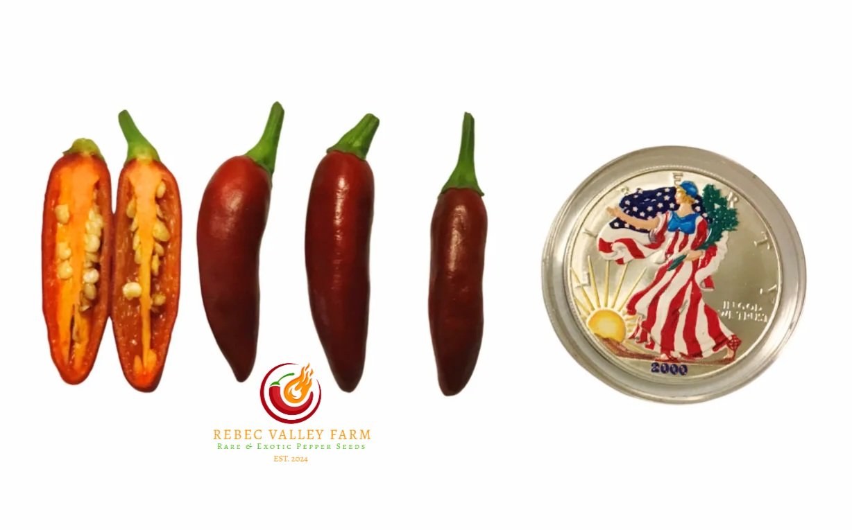 KS Starrscream Chocolate Pepper