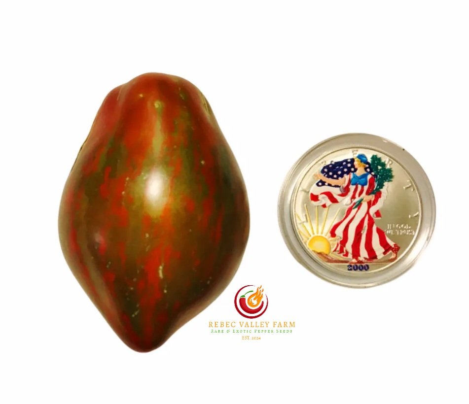 Marsha's Starfighter Heart Tomato