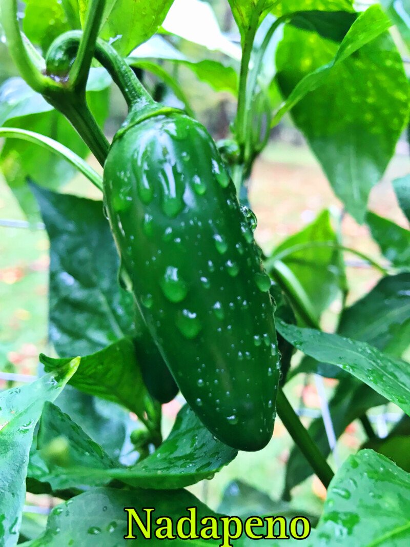 Nadapeno Pepper - Image 2