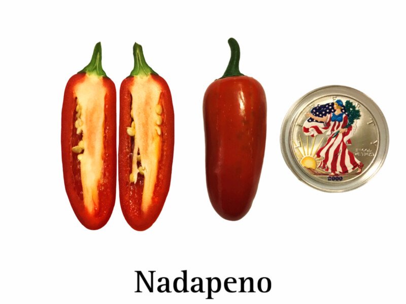 Nadapeno Heatless Jalapeno Seeds