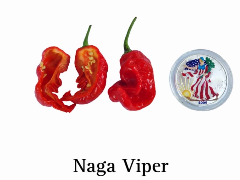 Naga Viper Pepper