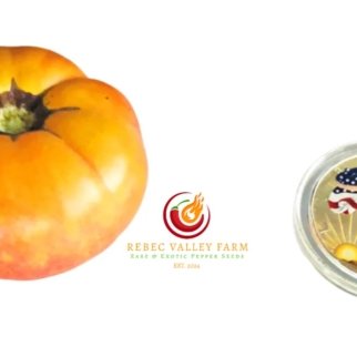 Northern Lights Tomato