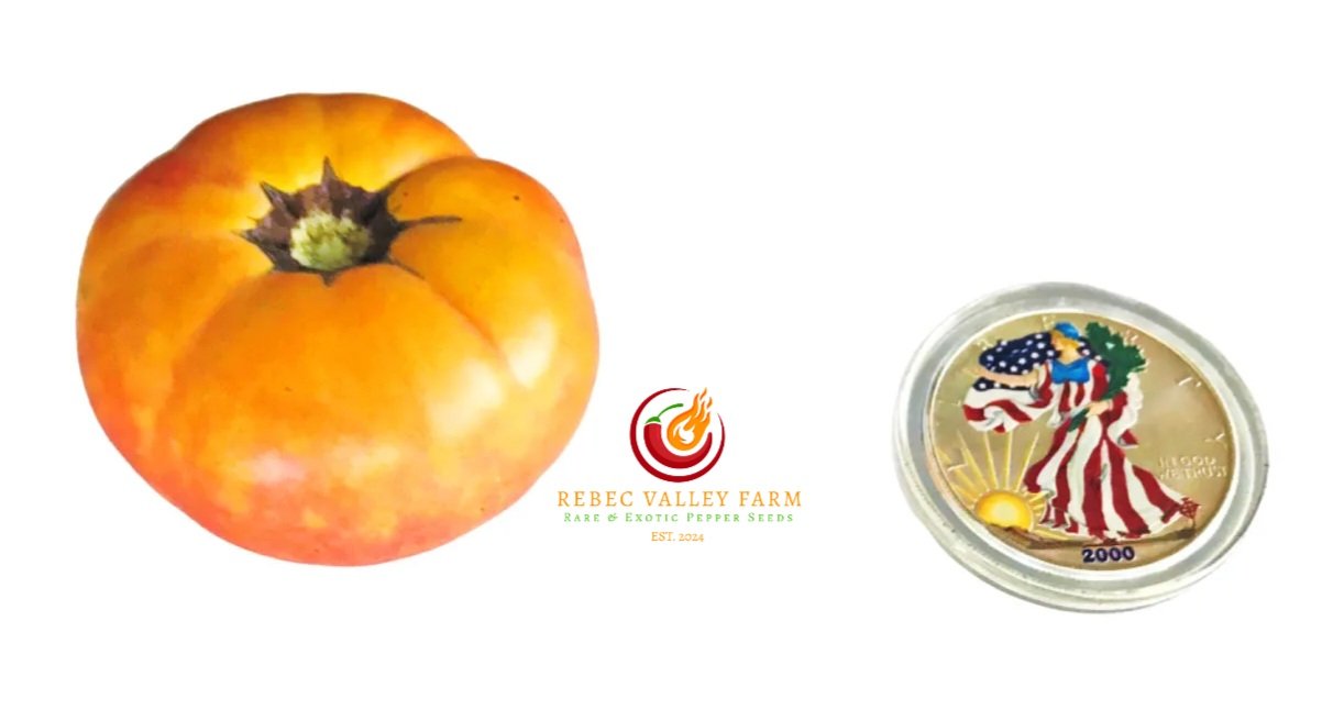 Northern Lights Tomato