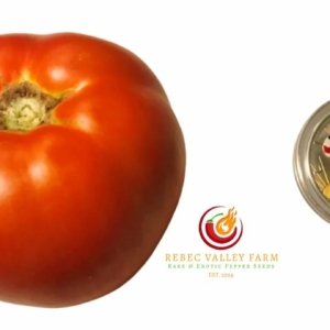 Pink Furry Boar x Lithium Sunset Tomato (F3)