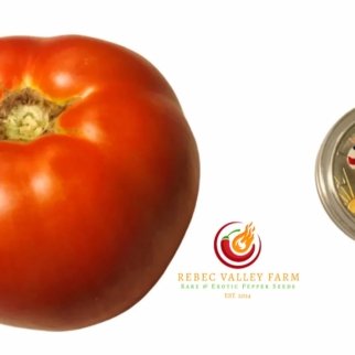 Pink Furry Boar x Lithium Sunset Tomato (F3)