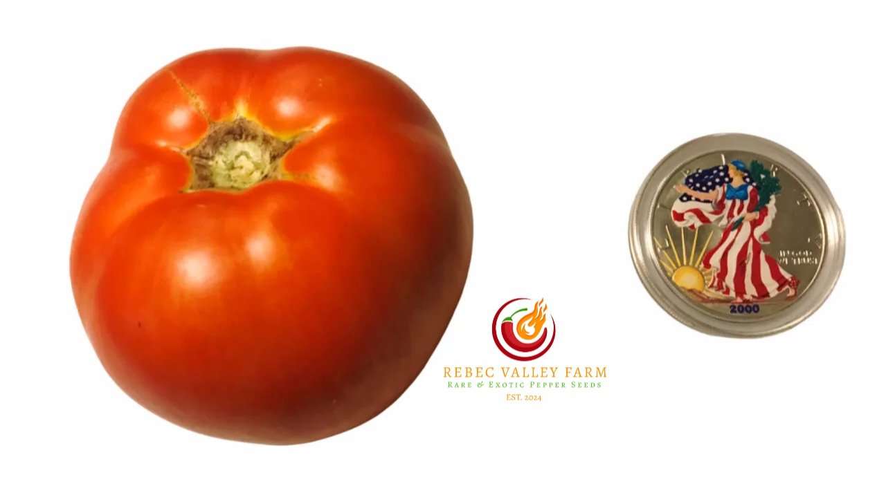 Pink Furry Boar x Lithium Sunset Tomato (F3)