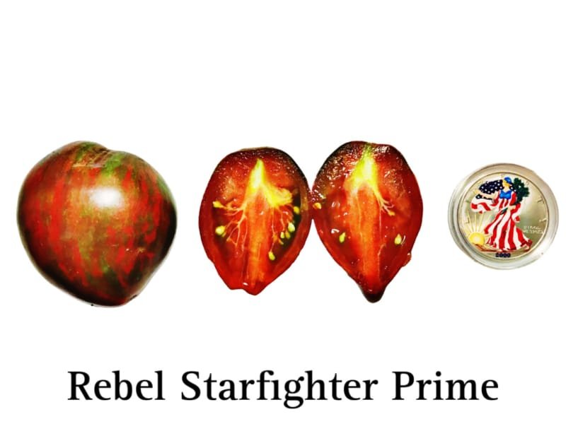 Rebel Starfighter Prime Tomato
