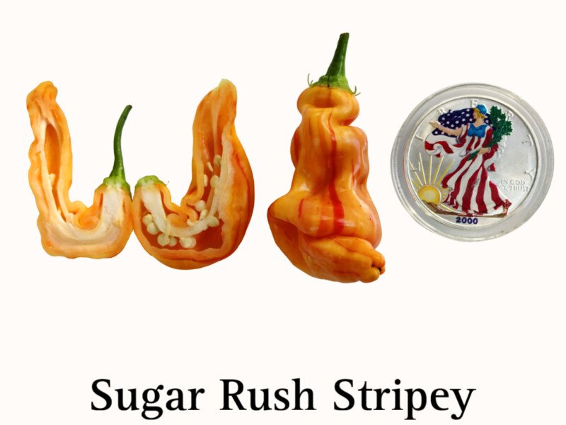 Sugar Rush Stripey Pepper