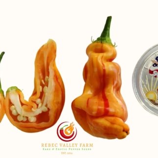 Sugar Rush Stripey Pepper