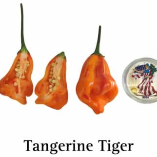 Tangerine Tiger Pepper