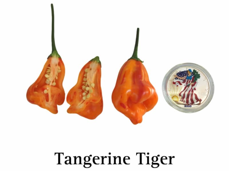Tangerine Tiger Pepper