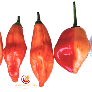 Tangerine Tiger Pepper