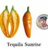 Tequila Sunrise Pepper Seeds