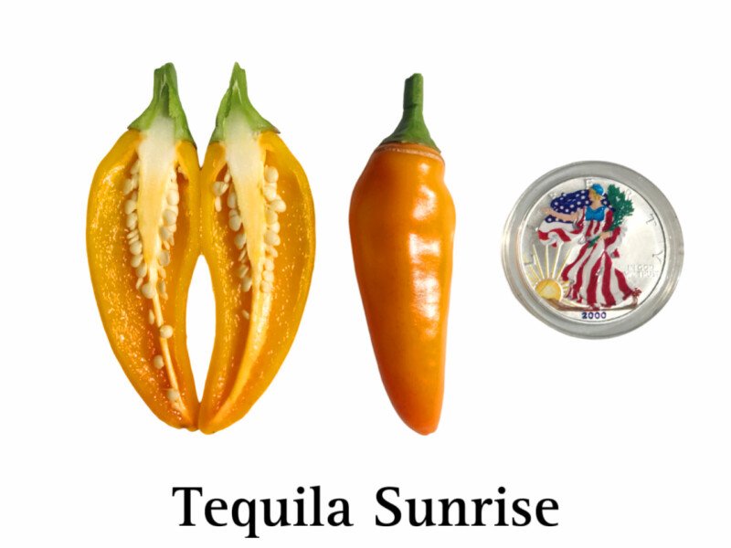 Tequila Sunrise Pepper Seeds