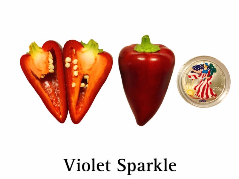 Violet Sparkle Pepper