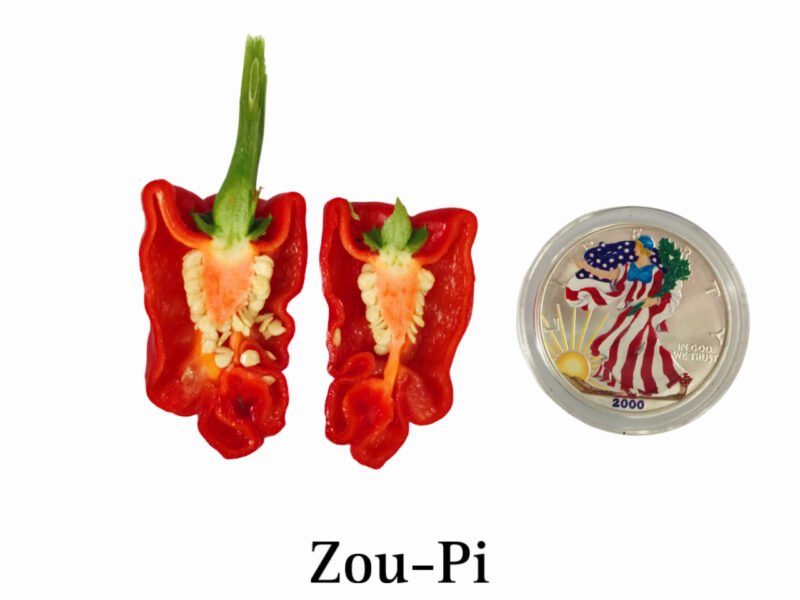 Zou-Pi Pepper - Image 3