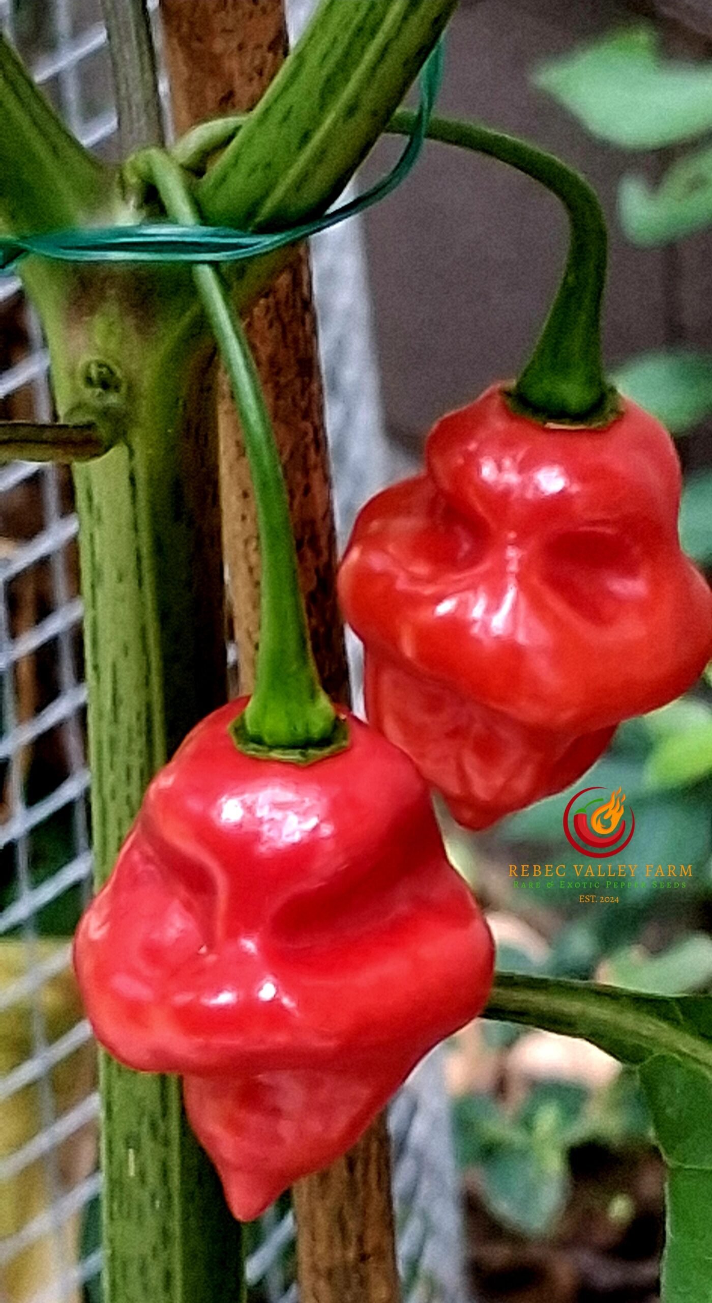 Piaozinho Pepper - Image 2