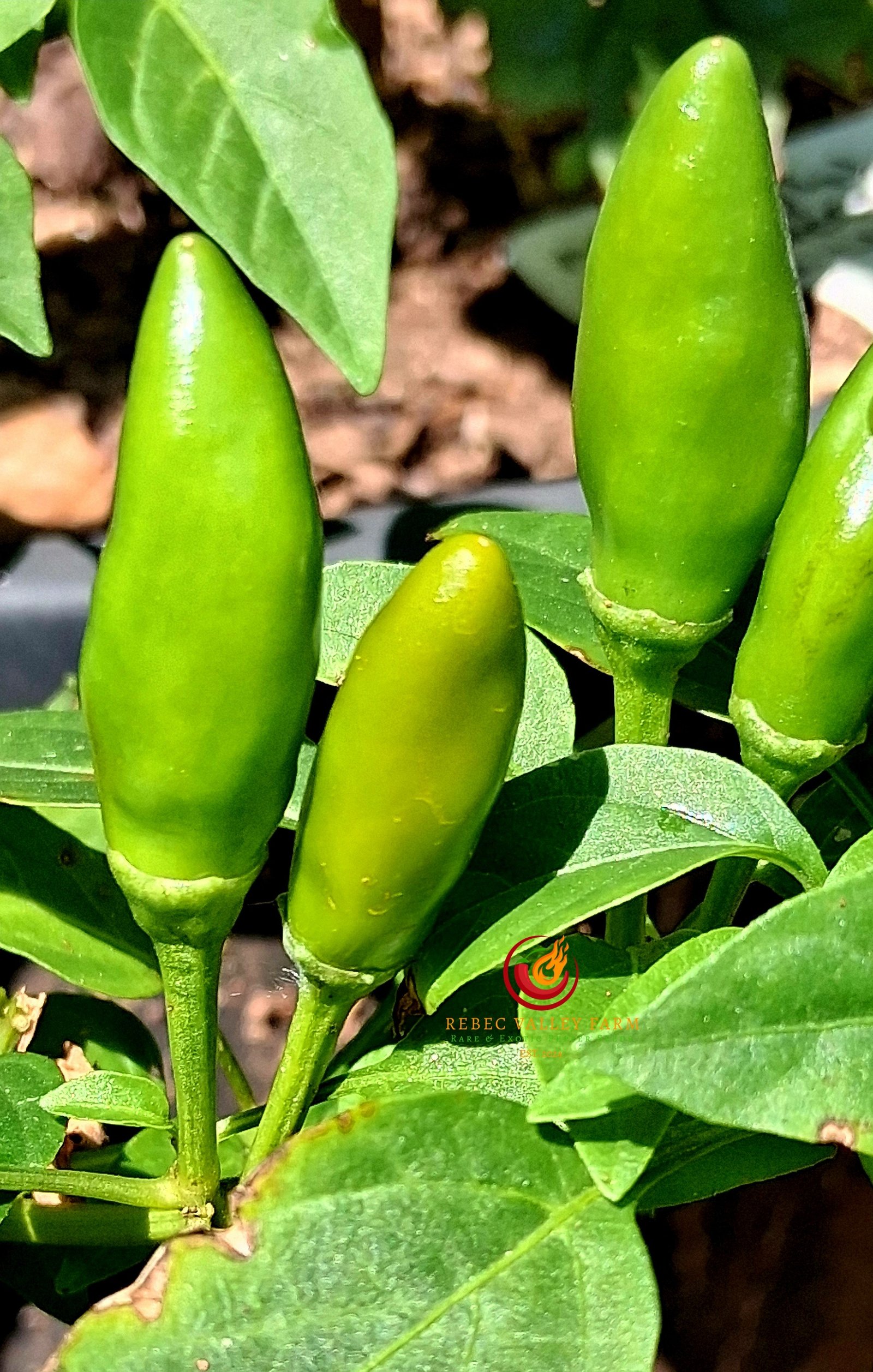 Super Chili Pepper - Image 4