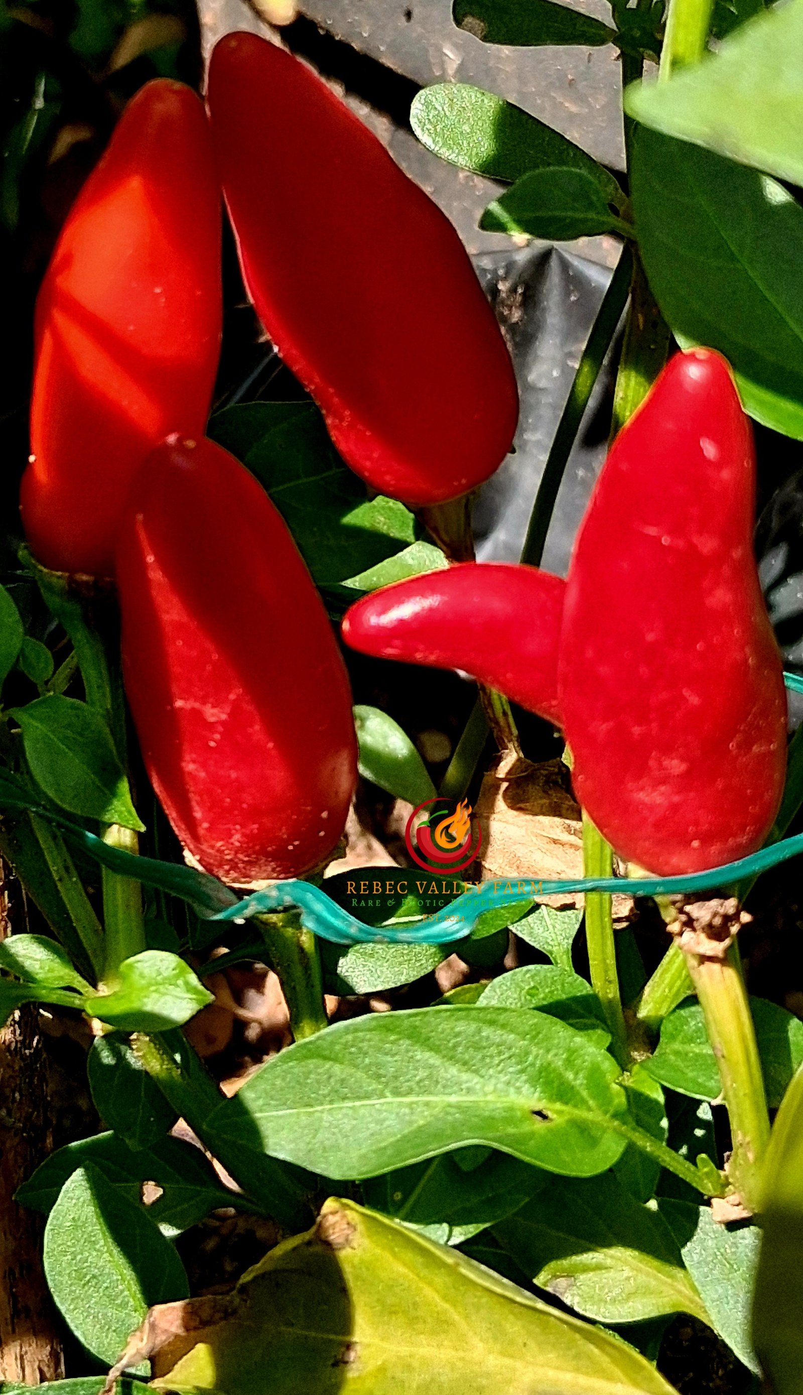 Super Chili Pepper - Image 5
