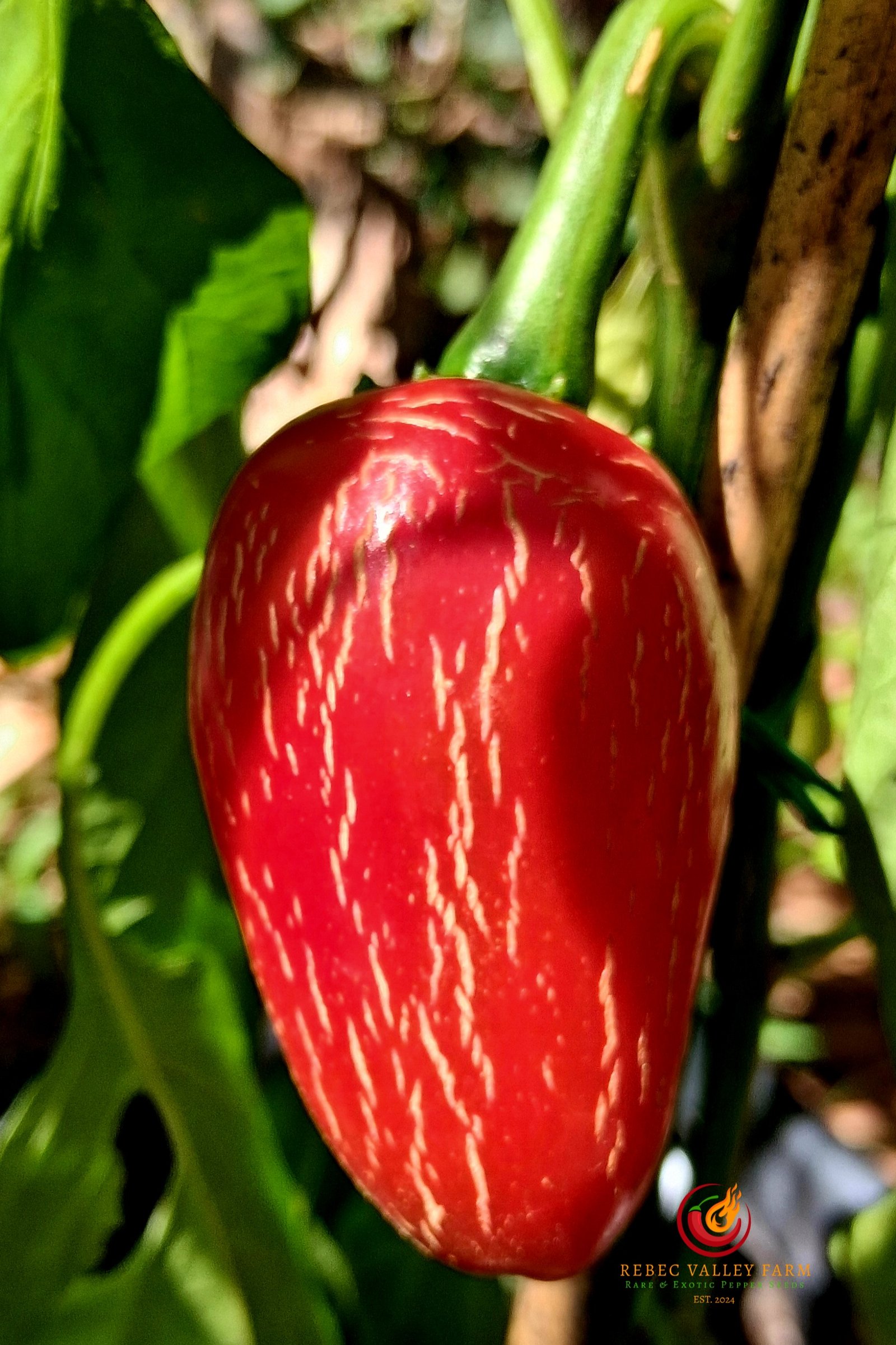 Um Ji Put Jalapeno - Image 3