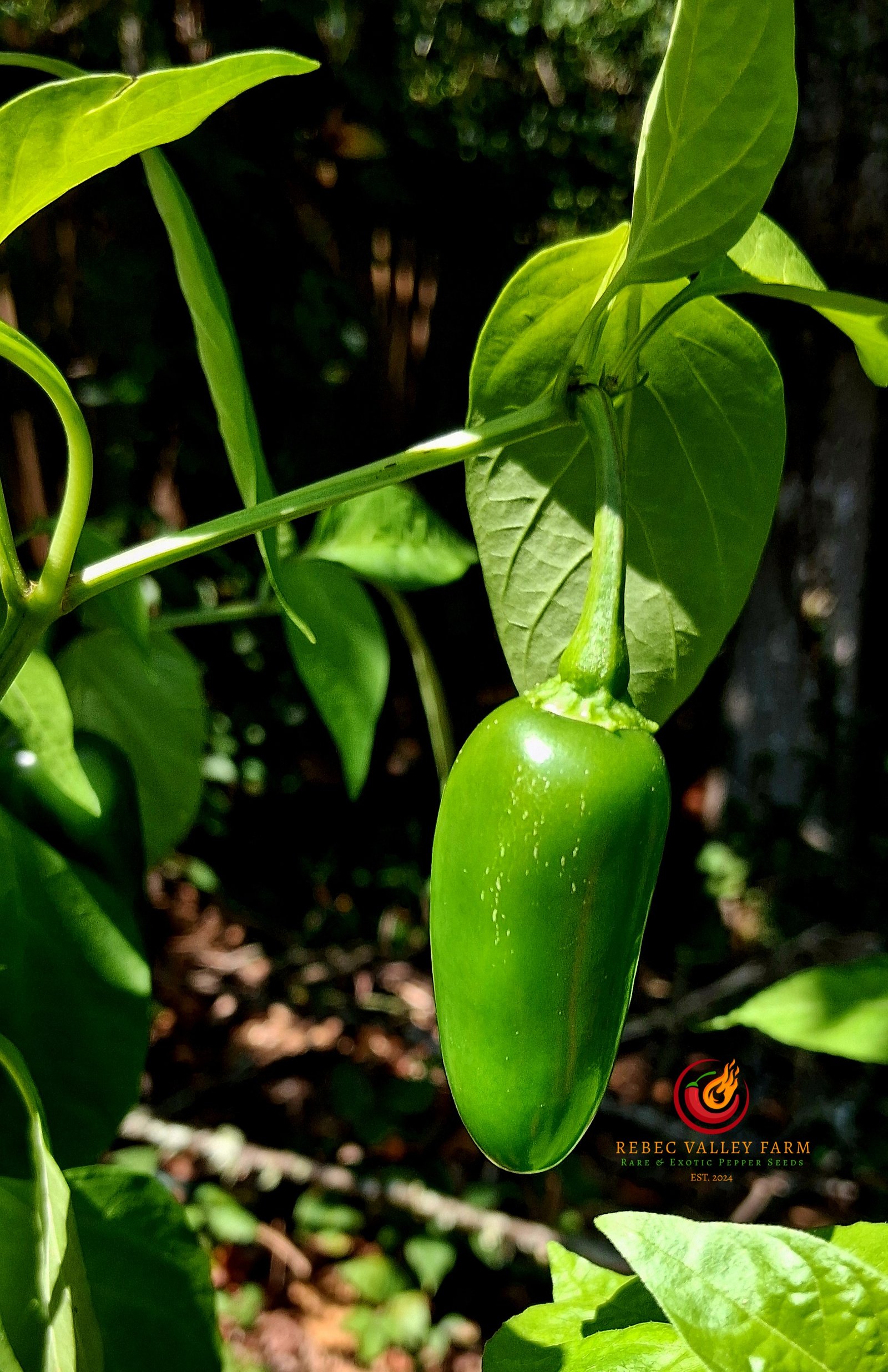 Um Ji Put Jalapeno - Image 2