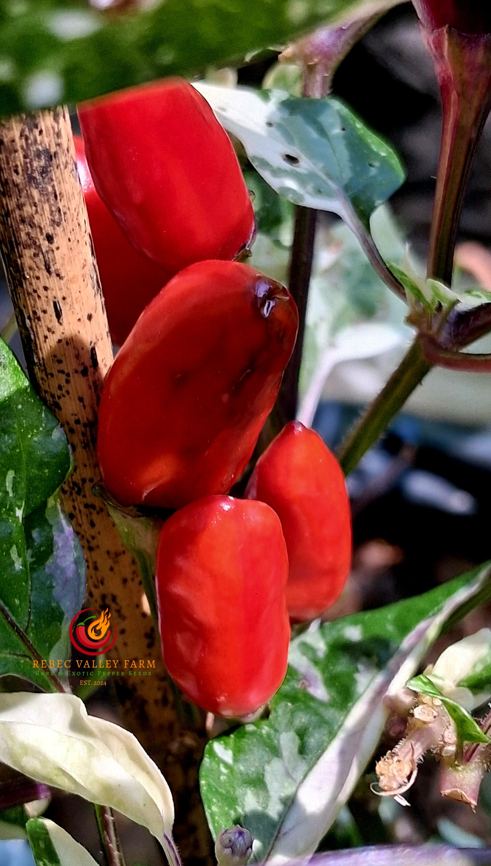 UFO Fluorescent Variegated Pepper - Image 4
