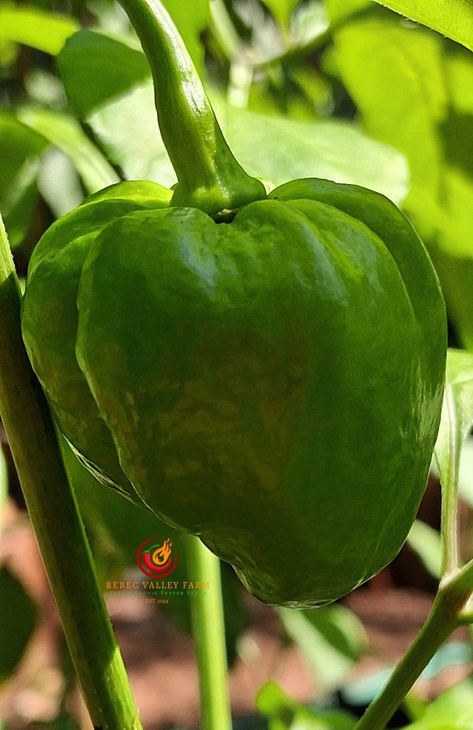 Chocolate Habanero Pepper - Image 3