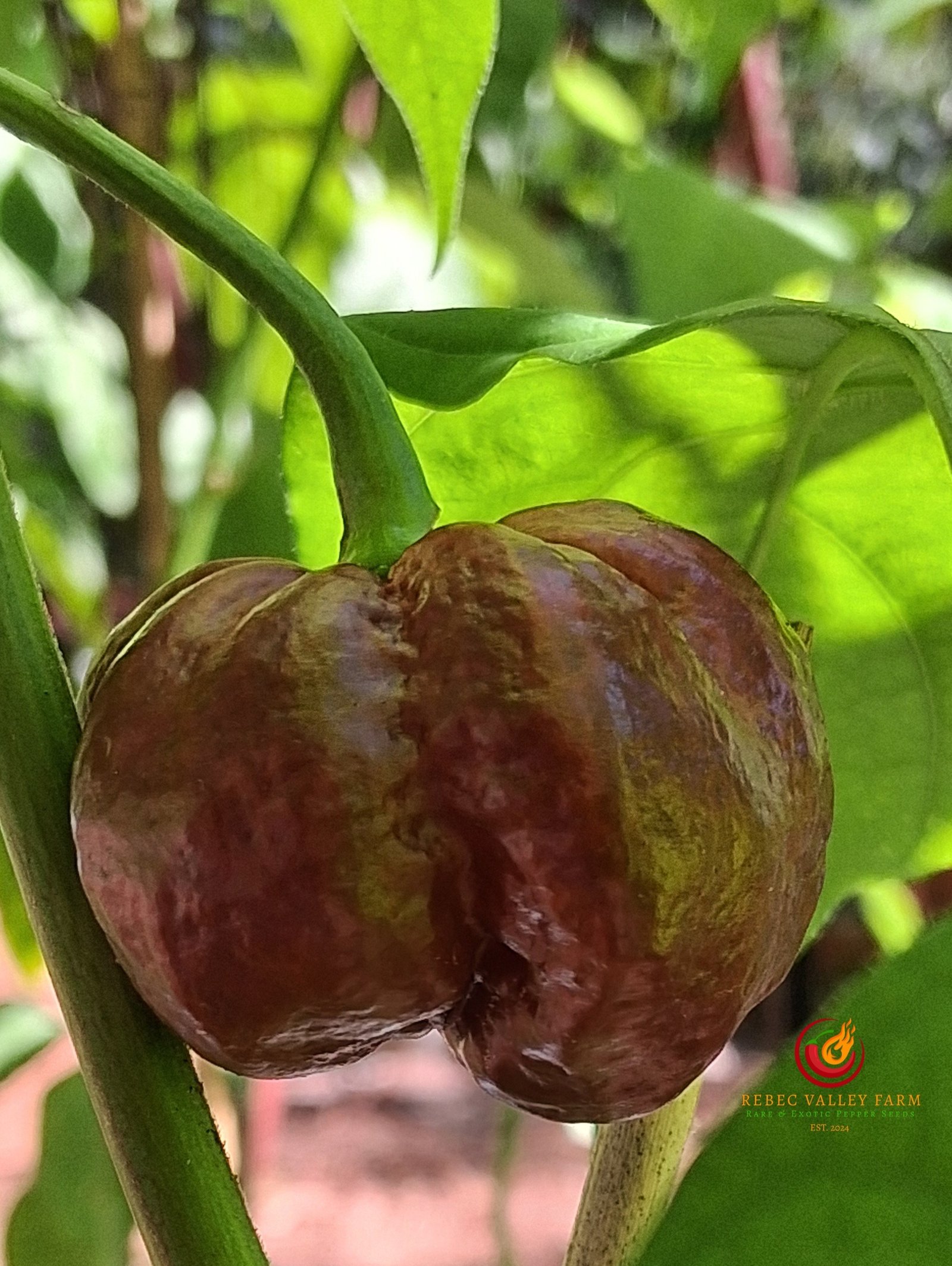 Chocolate Habanero Pepper - Image 4