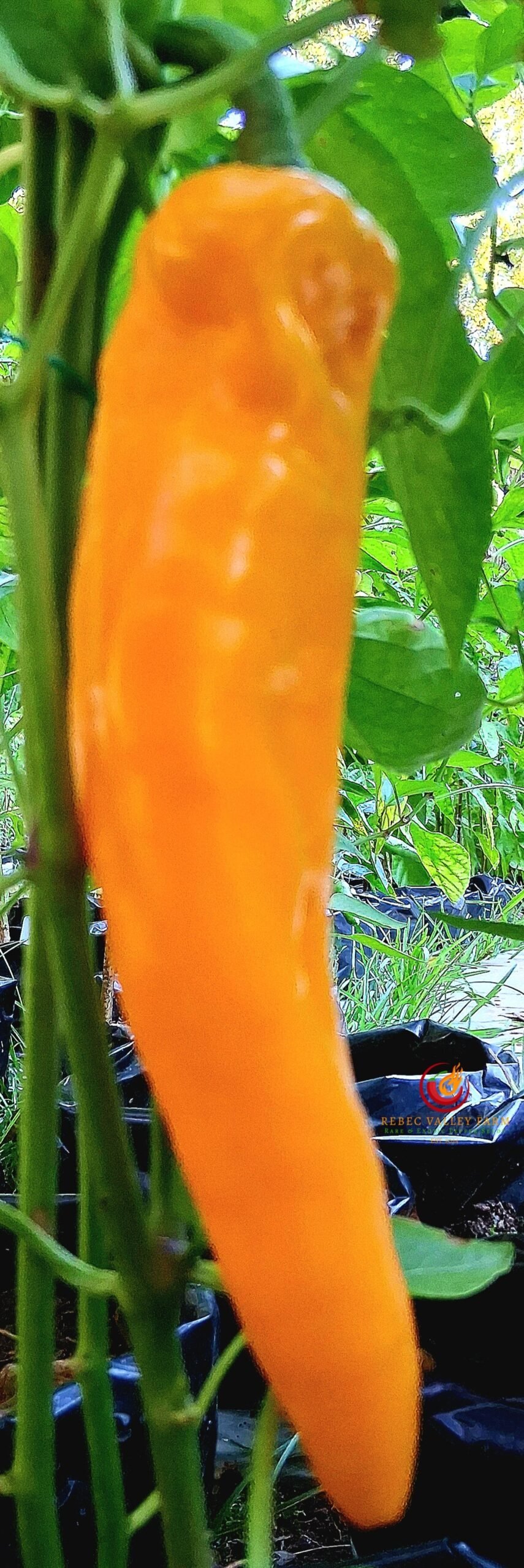 Golden Marconi Pepper - Image 3