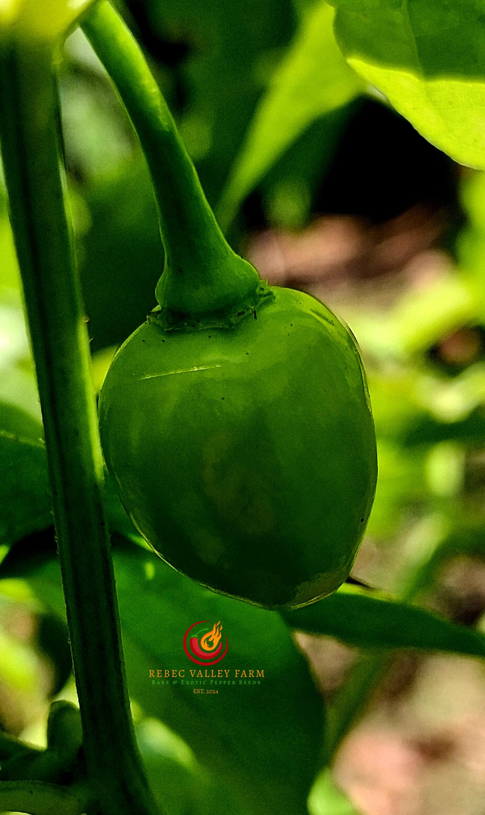 Peruvian White Habanero Pepper - Image 4