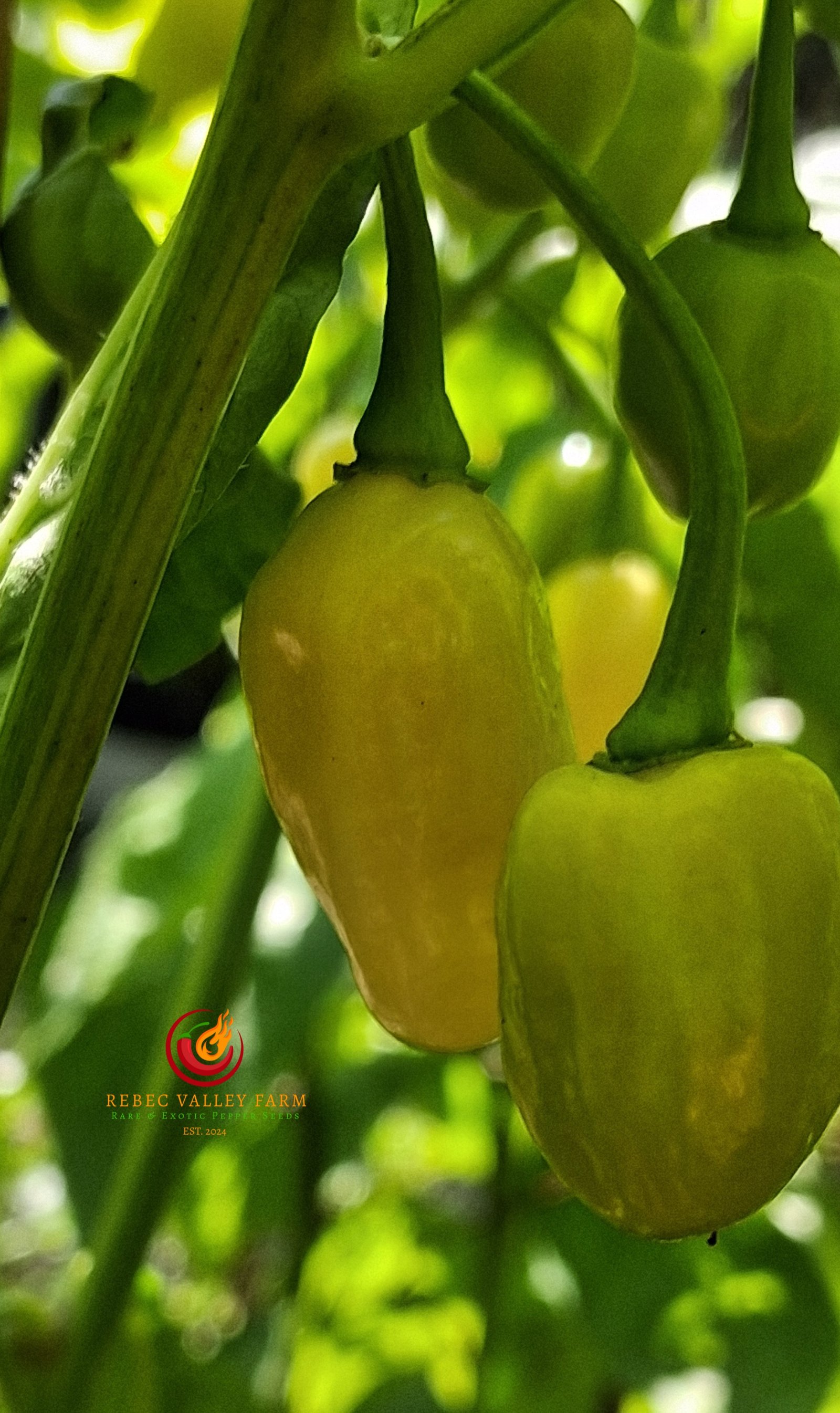 Peruvian White Habanero Pepper - Image 3