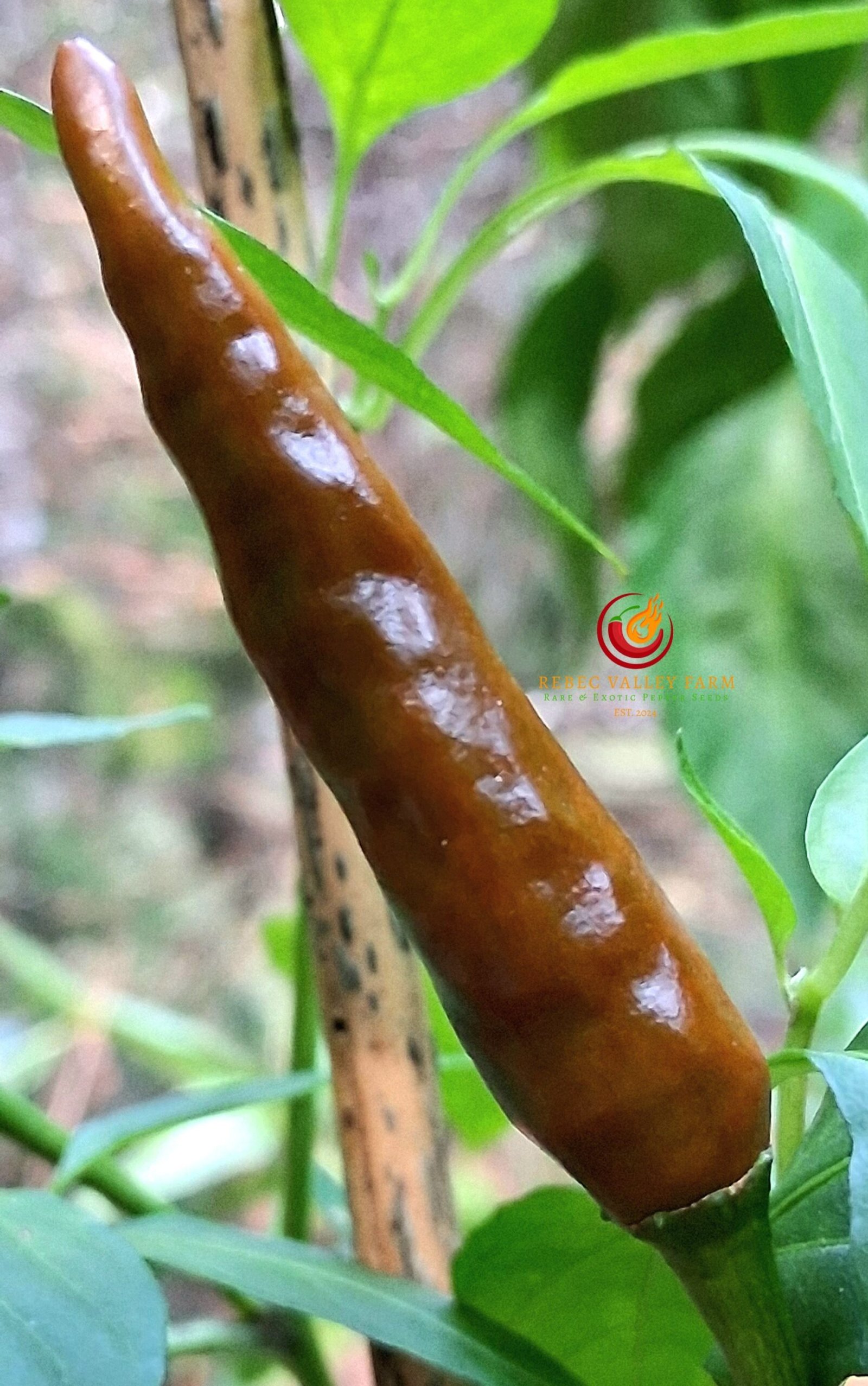 Thai Chili Pepper - Image 3