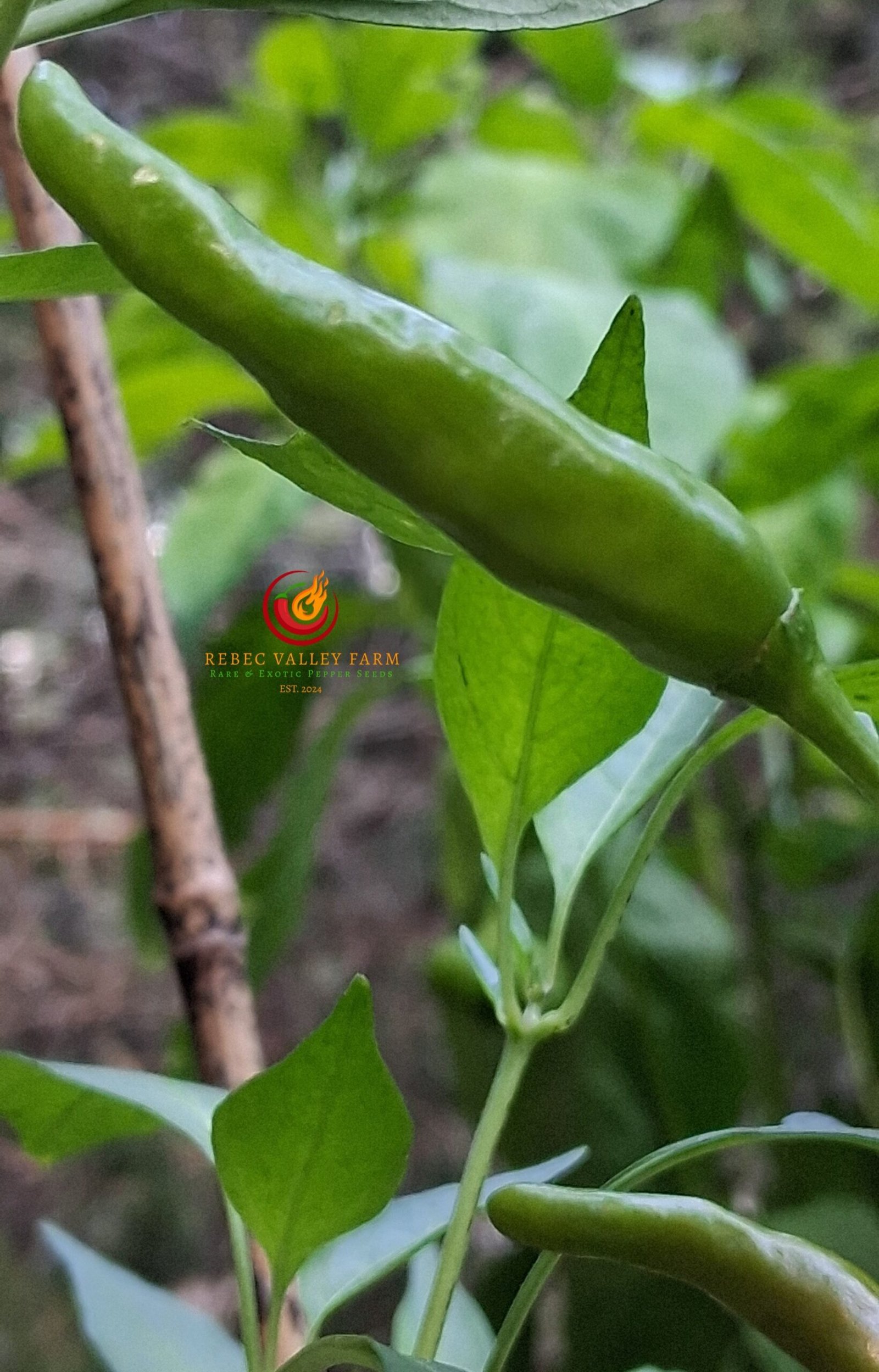 Thai Chili Pepper - Image 2